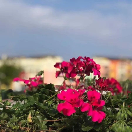 And In 43917 * 卡奥莱